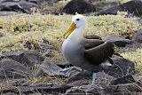 Waved Albatross